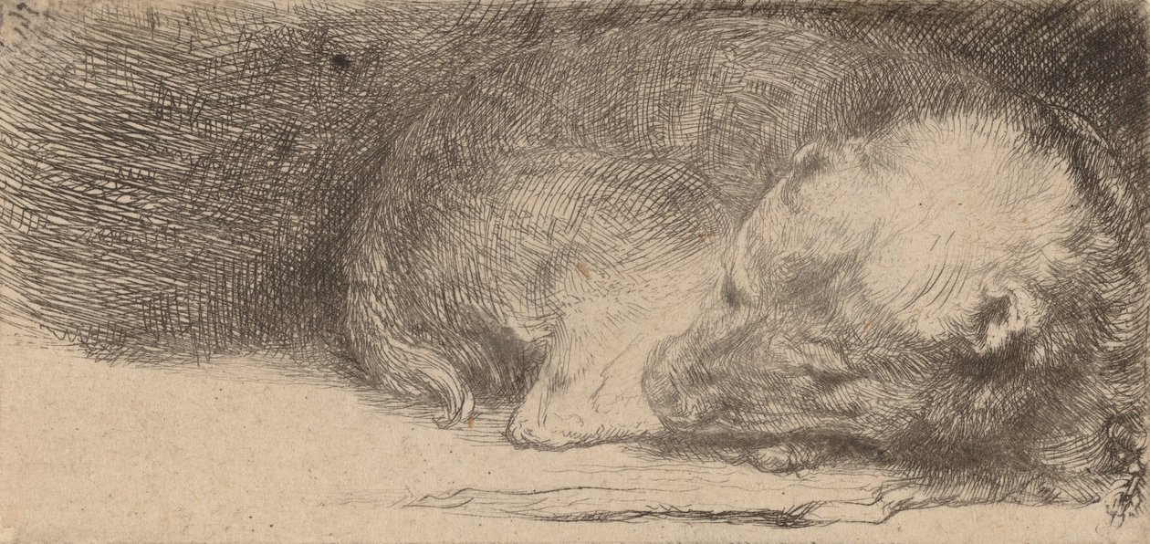 Cachorrinho dormindo, c. 1640. de Rembrandt van Rijn