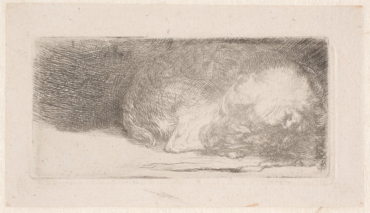 Cachorrinho a dormir de Rembrandt van Rijn