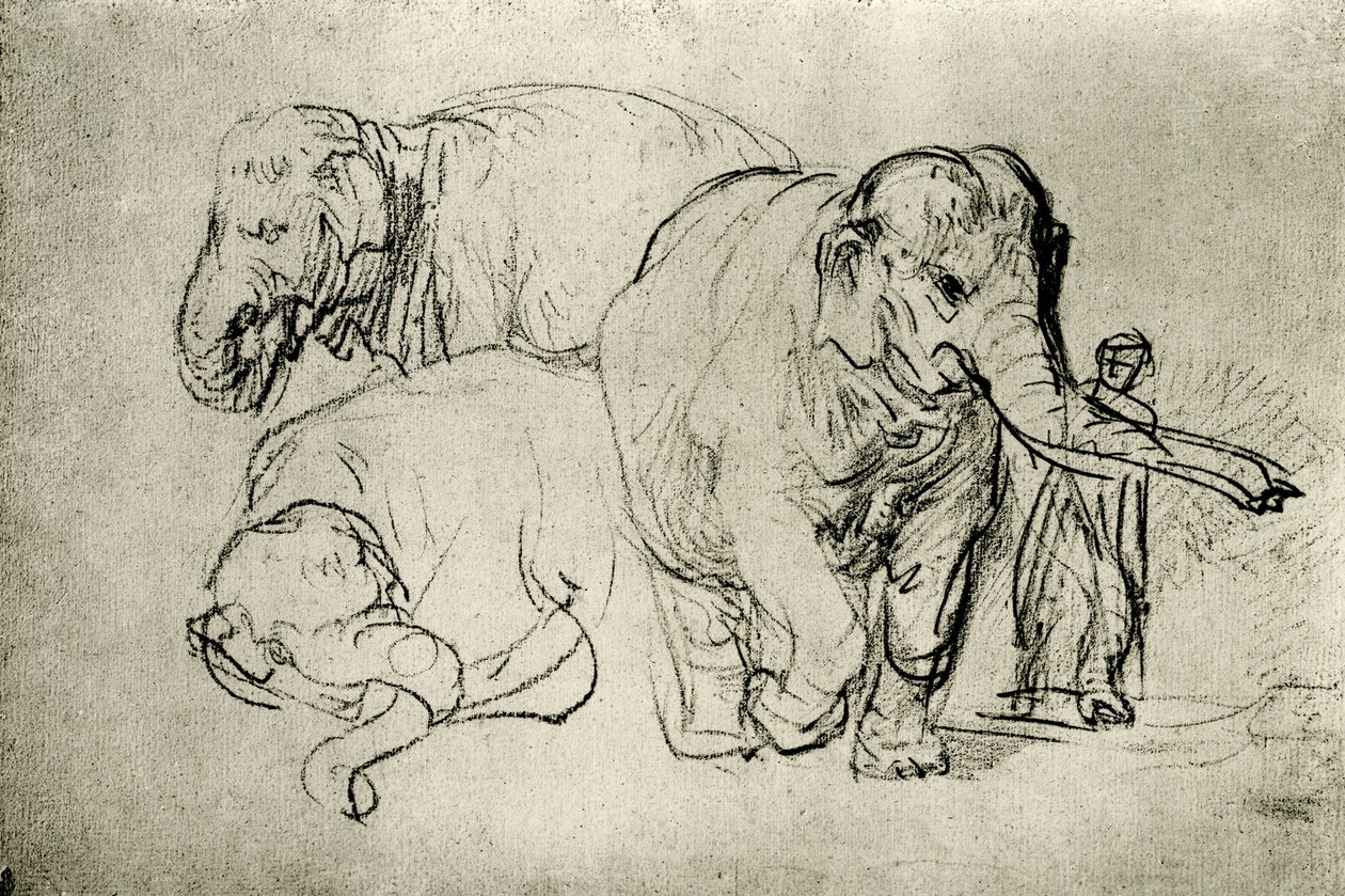 Estudo de elefantes de Rembrandt van Rijn