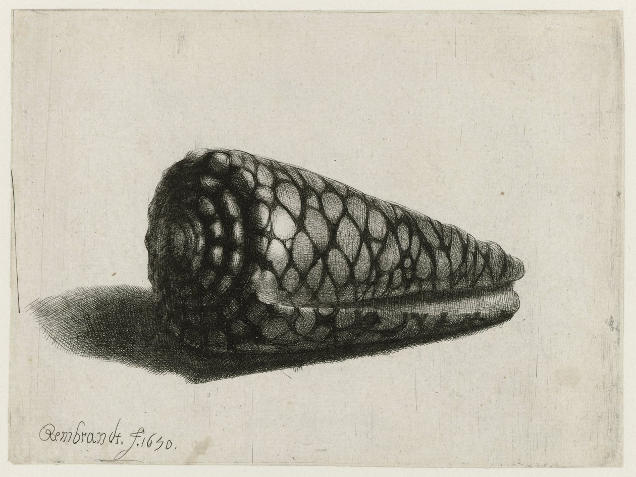A concha (Conus marmoreus) A concha de Rembrandt van Rijn
