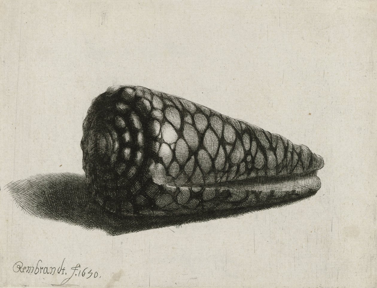 A concha (Conus marmoreus), 1650 de Rembrandt van Rijn