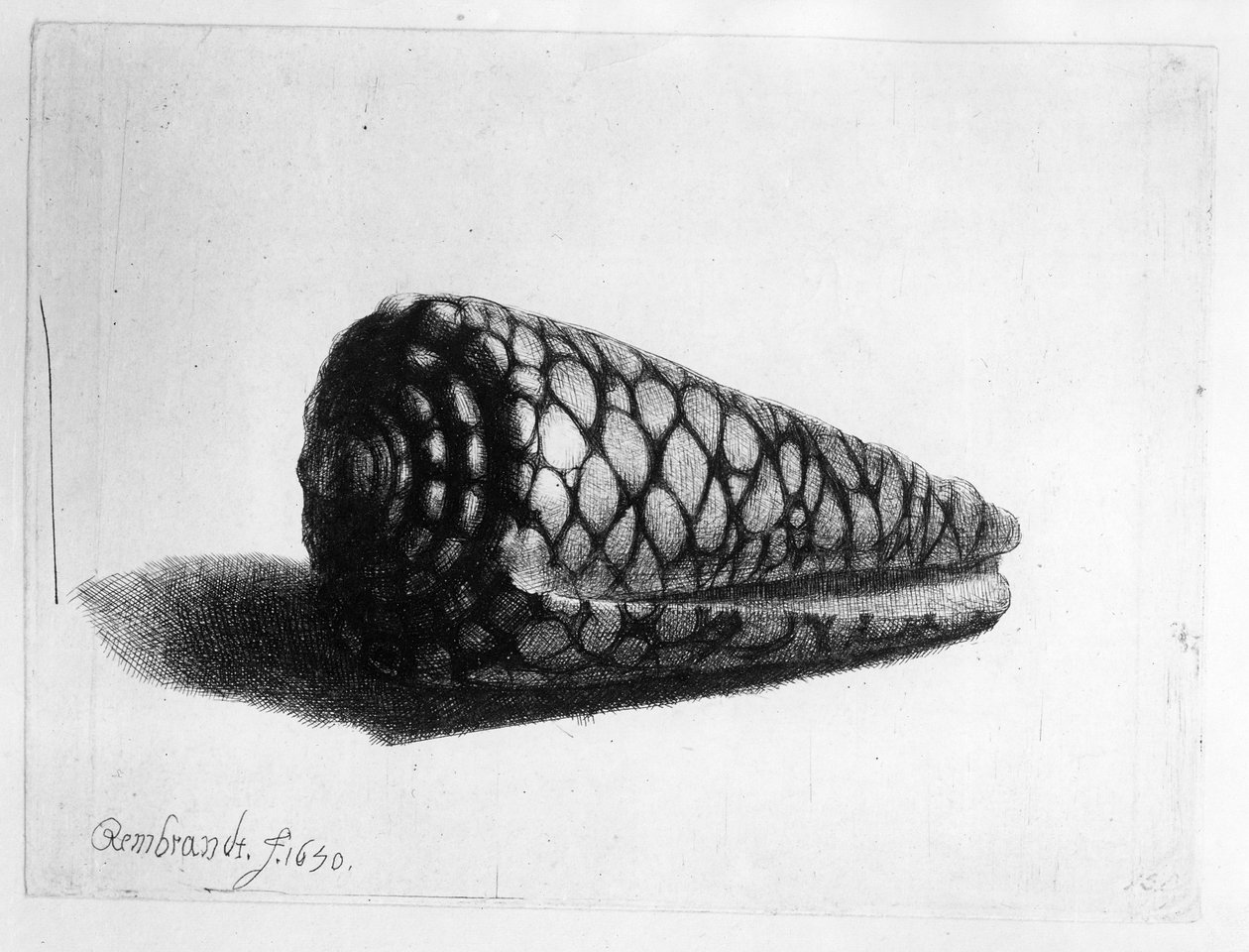 A concha (Conus marmoreus) 1650 de Rembrandt van Rijn