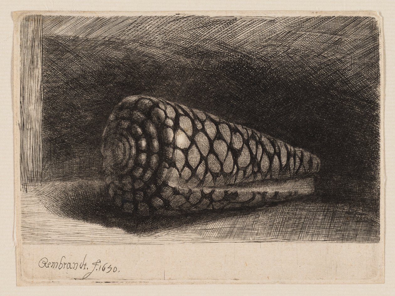 A concha | Rembrandt van Rijn | Impressão de arte