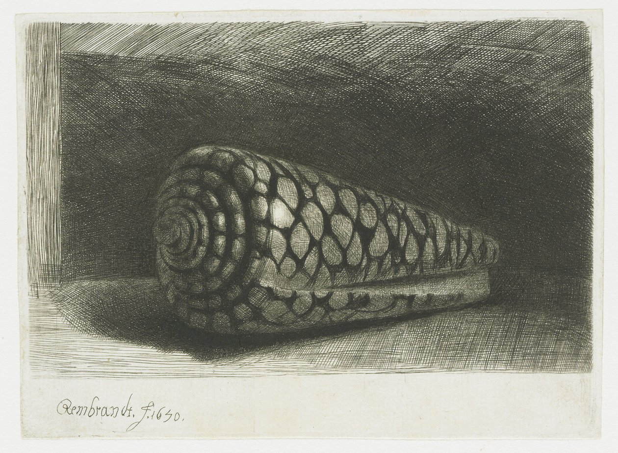 A concha de Rembrandt van Rijn