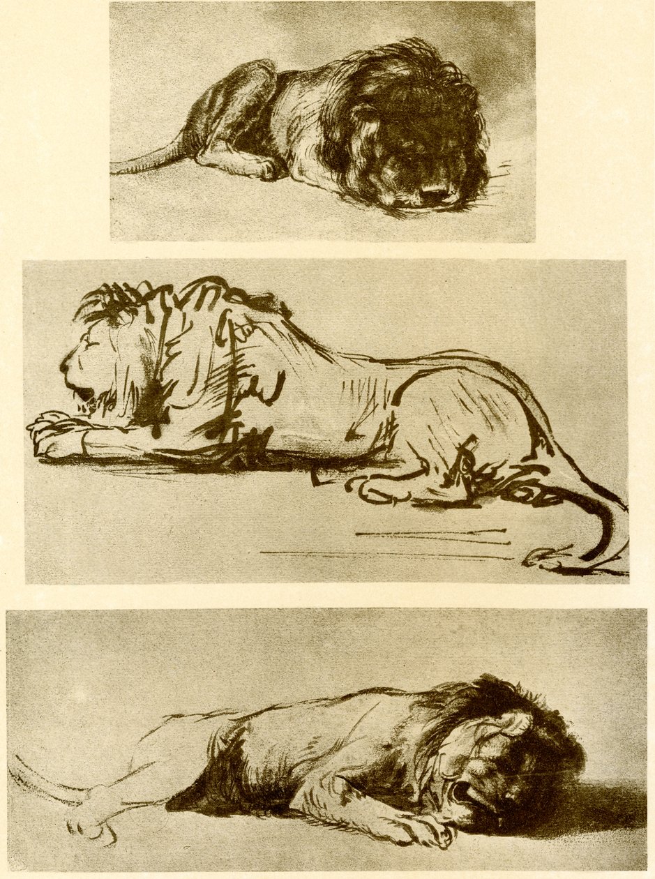 Três estudos de leão de Rembrandt van Rijn