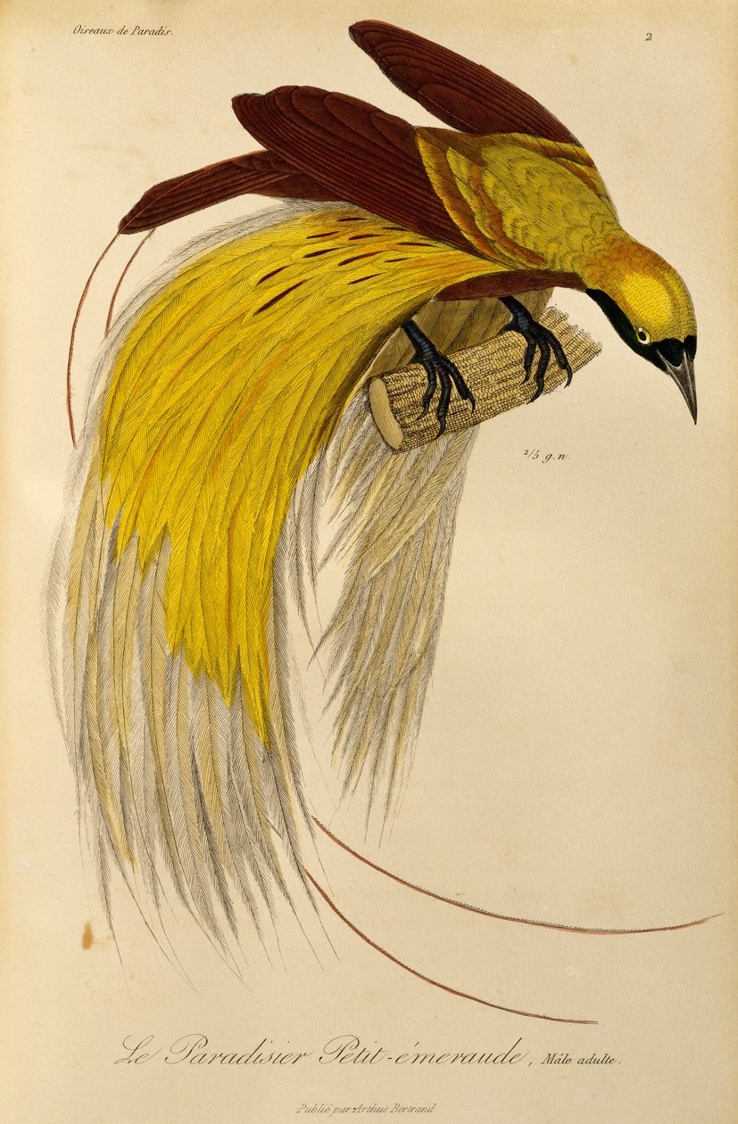 Macho adulto de Ave-do-Paraíso Menor (Paradisaea minor), gravura de História Natural de Aves do Paraíso e Epimagues de René Primevère Lesson
