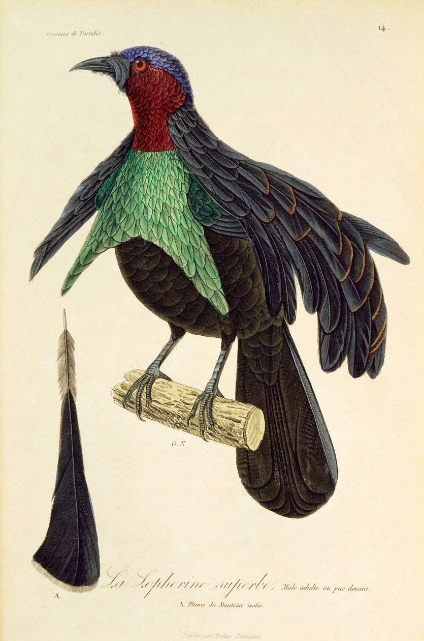 Macho adulto de Superbirdof-Paradise (Lophorina superba), gravura da Histoireire naturelle des oiseaux de paradis et des epimagues de René Primevère Lesson