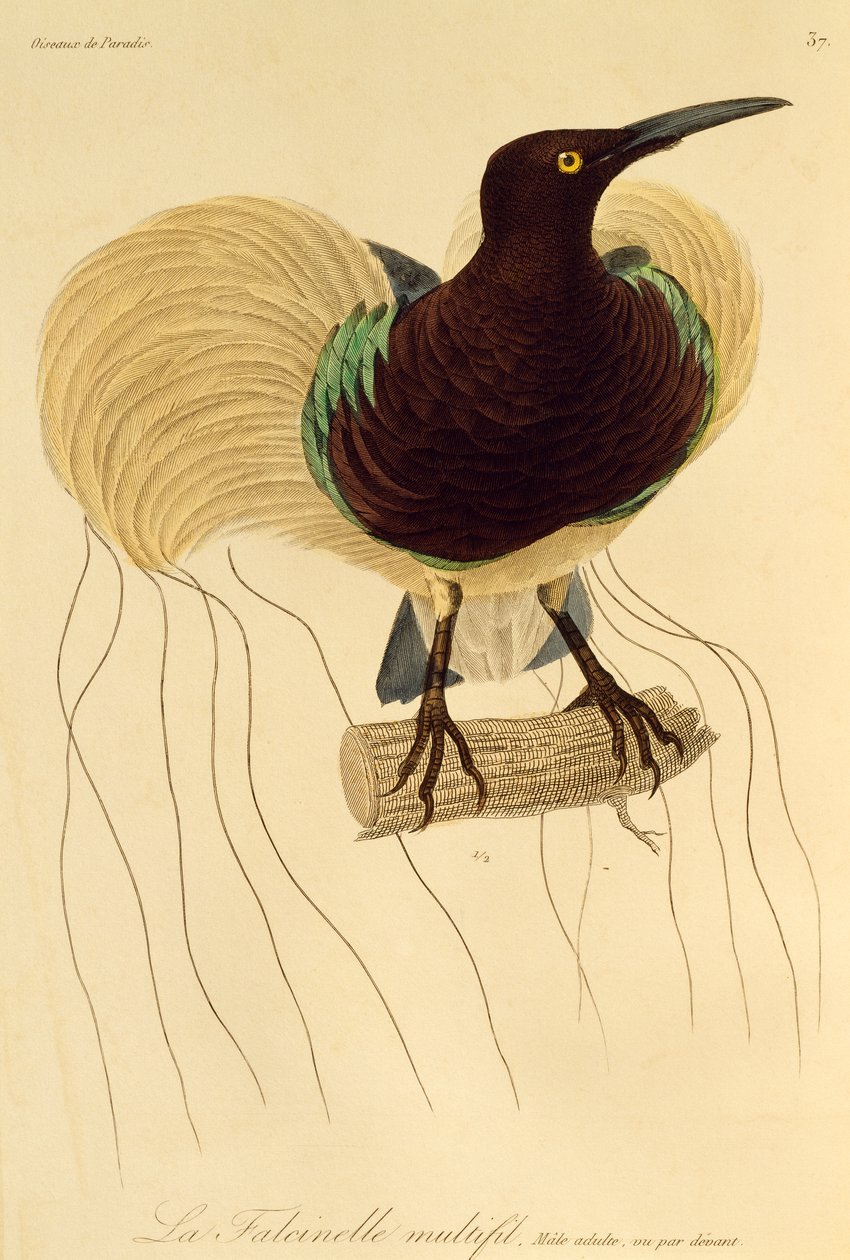 Macho adulto de Ave-do-paraíso de doze fios (Seleucidis melanoleuca), gravura da História Natural das Aves do Paraíso e Epimagues de René Primevère Lesson
