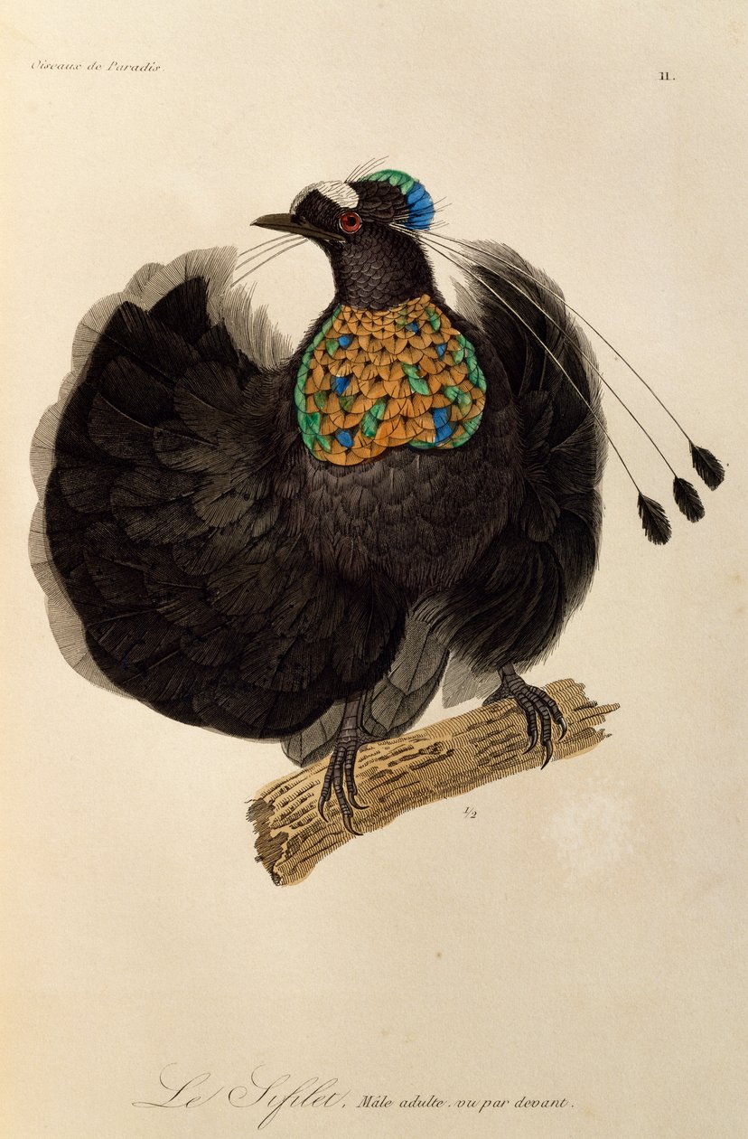 Macho adulto de Parotia Ocidental (Parotia sefilata), gravura da Histoire naturelle des oiseaux de paradis et des epimagues de René Primevère Lesson