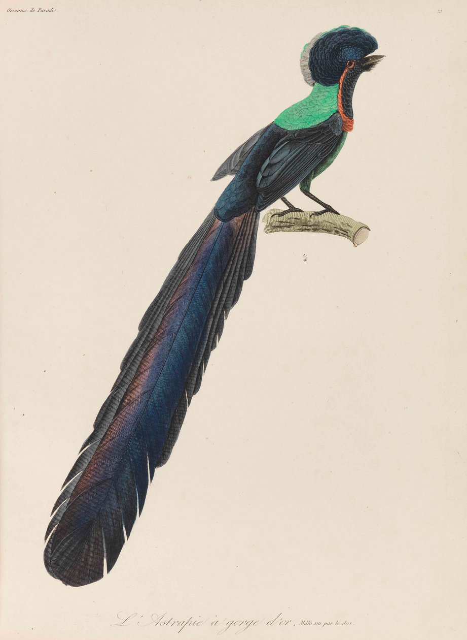 Ave-do-paraíso, 1835. de René Primevère Lesson