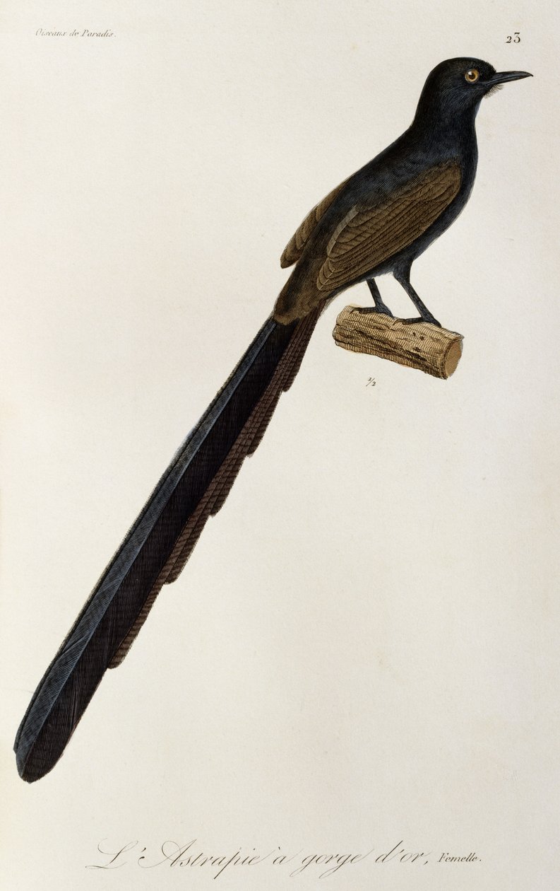Gorget Bird-of-paradise female, gravura da Histoire naturelle des oiseaux de paradis et des epimagues de René Primevère Lesson