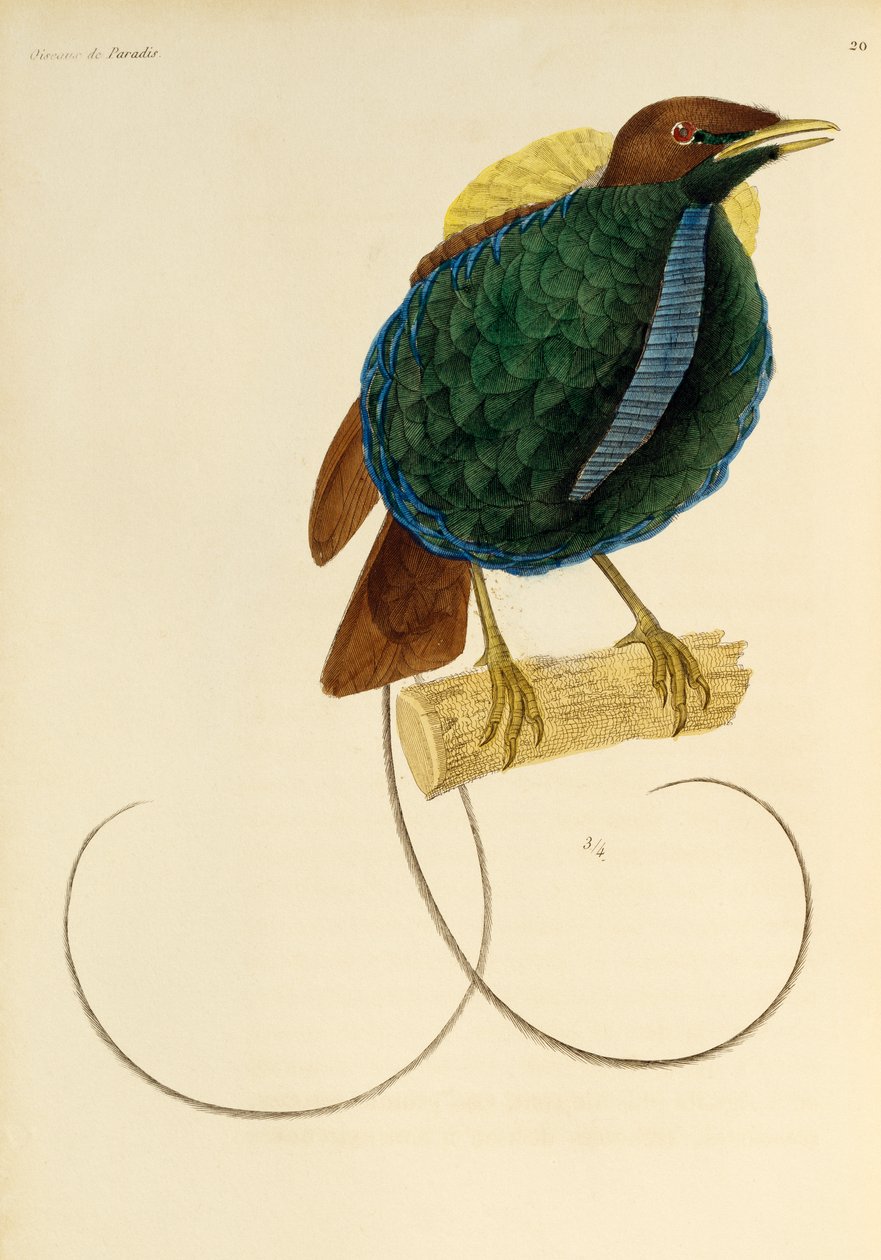 Macho da Magnífica Ave-do-paraíso (Cicinnurus magnificus), gravura da História Natural das Aves do Paraíso e Epimagos de René Primevère Lesson