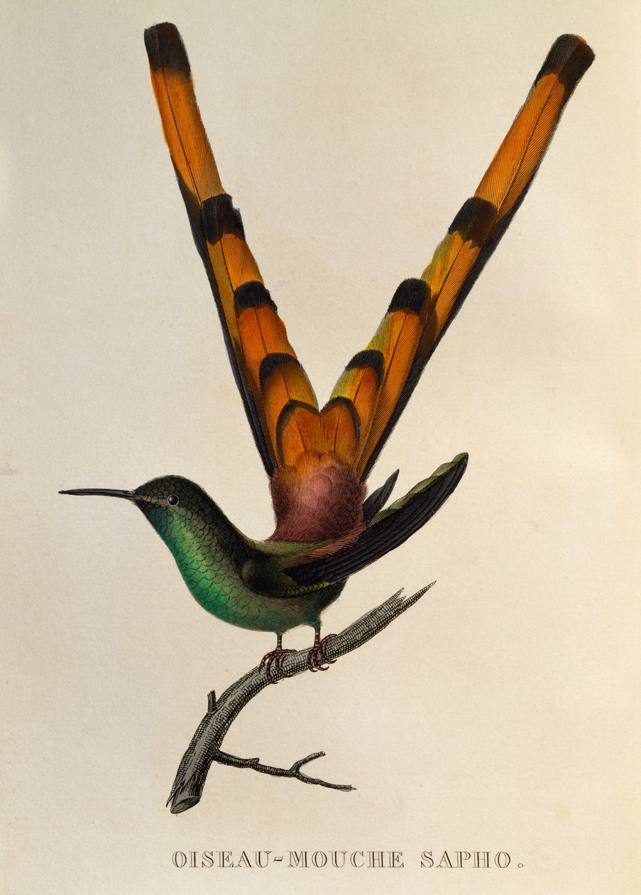 Cometa de cauda vermelha (Sappho sparganurus), gravura de Les trochilidees ou beija-flores e beija-flores de René Primevère Lesson