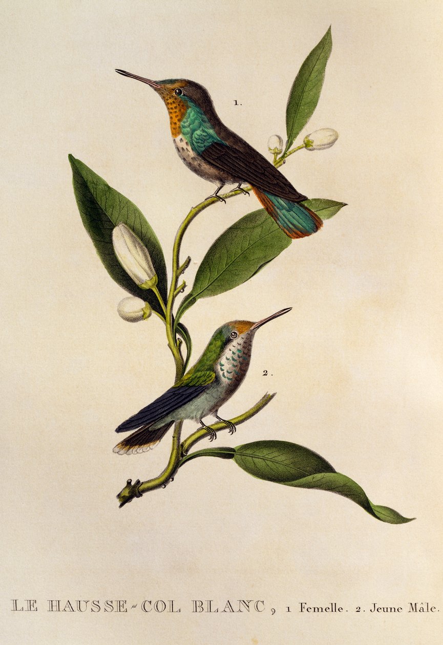 Colibri-beija-flor Ruby-topaz fêmea e macho jovem (Chrysolampis mosquitus), gravura de Les trochilidees ou les colibris et les oiseaux-mouches de René Primevère Lesson