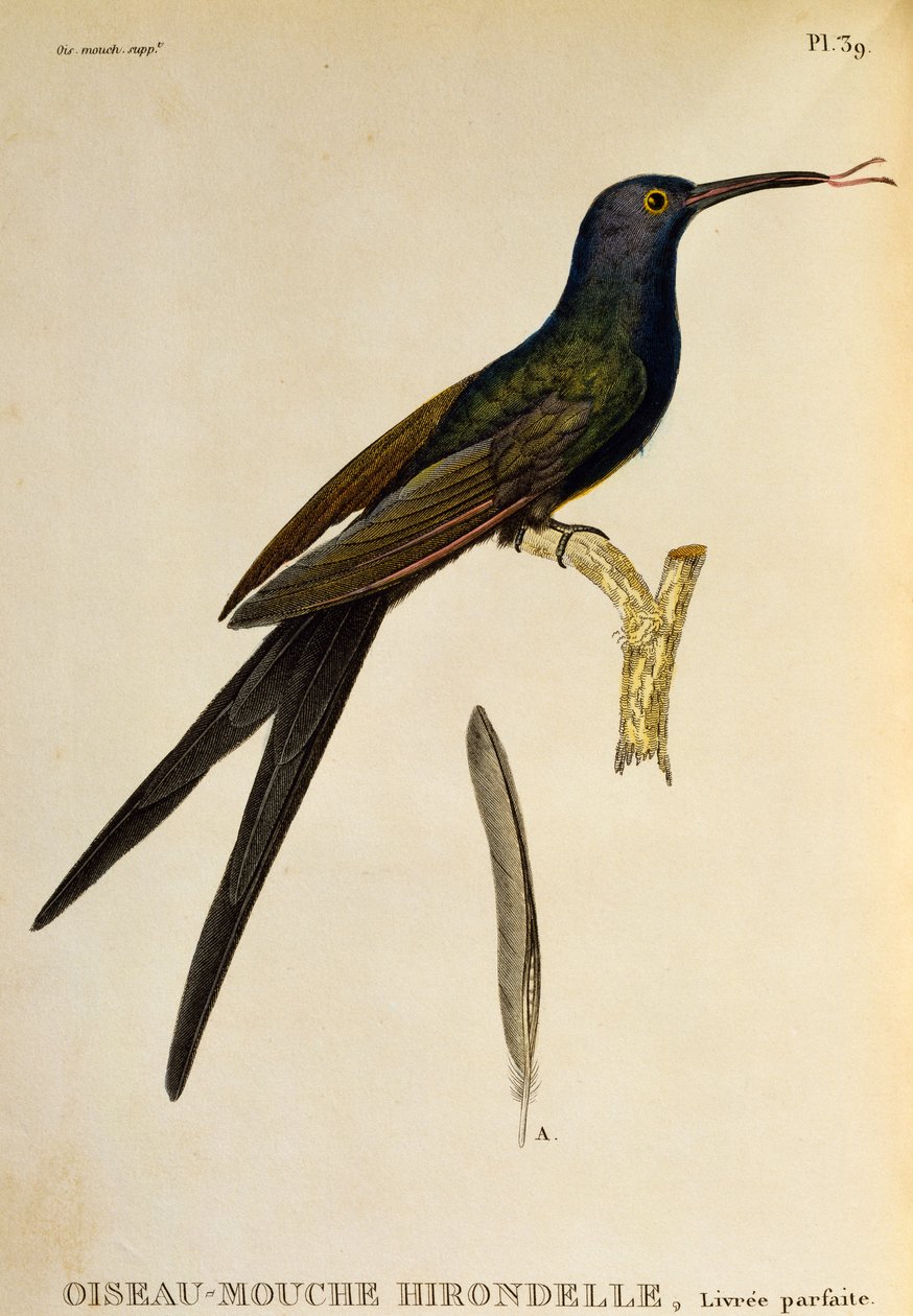 Beija-flor de cauda de andorinha (Eupetomena macroura), gravura de Les trochilidees ou les colibris et les oiseaux-mouches de René Primevère Lesson