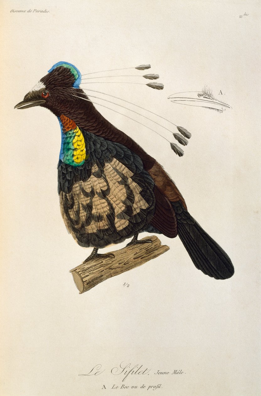 Jovem macho de Parótia Ocidental (Parotia sefilata), gravura da Histoire naturelle des oiseaux de paradis et des epimagues de René Primevère Lesson