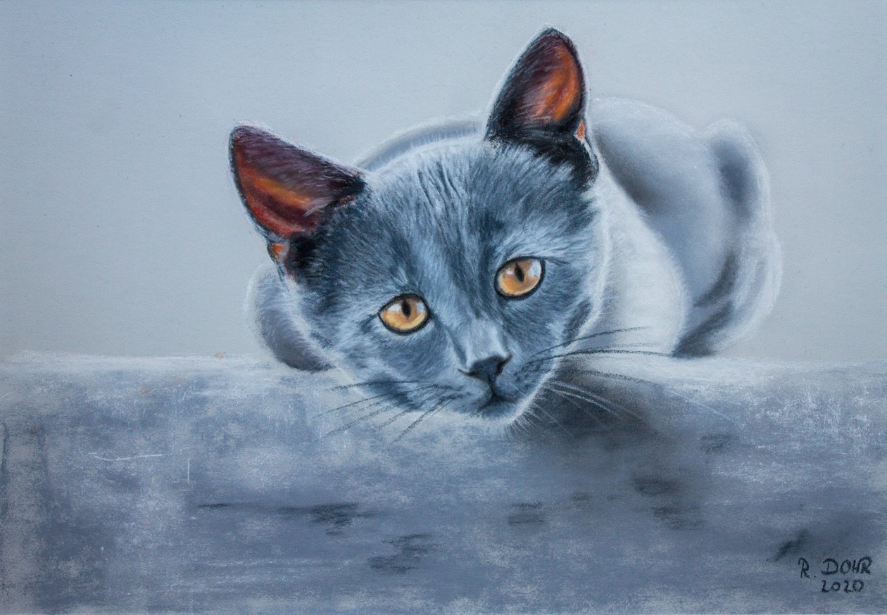 Gato cinza de Renate Dohr