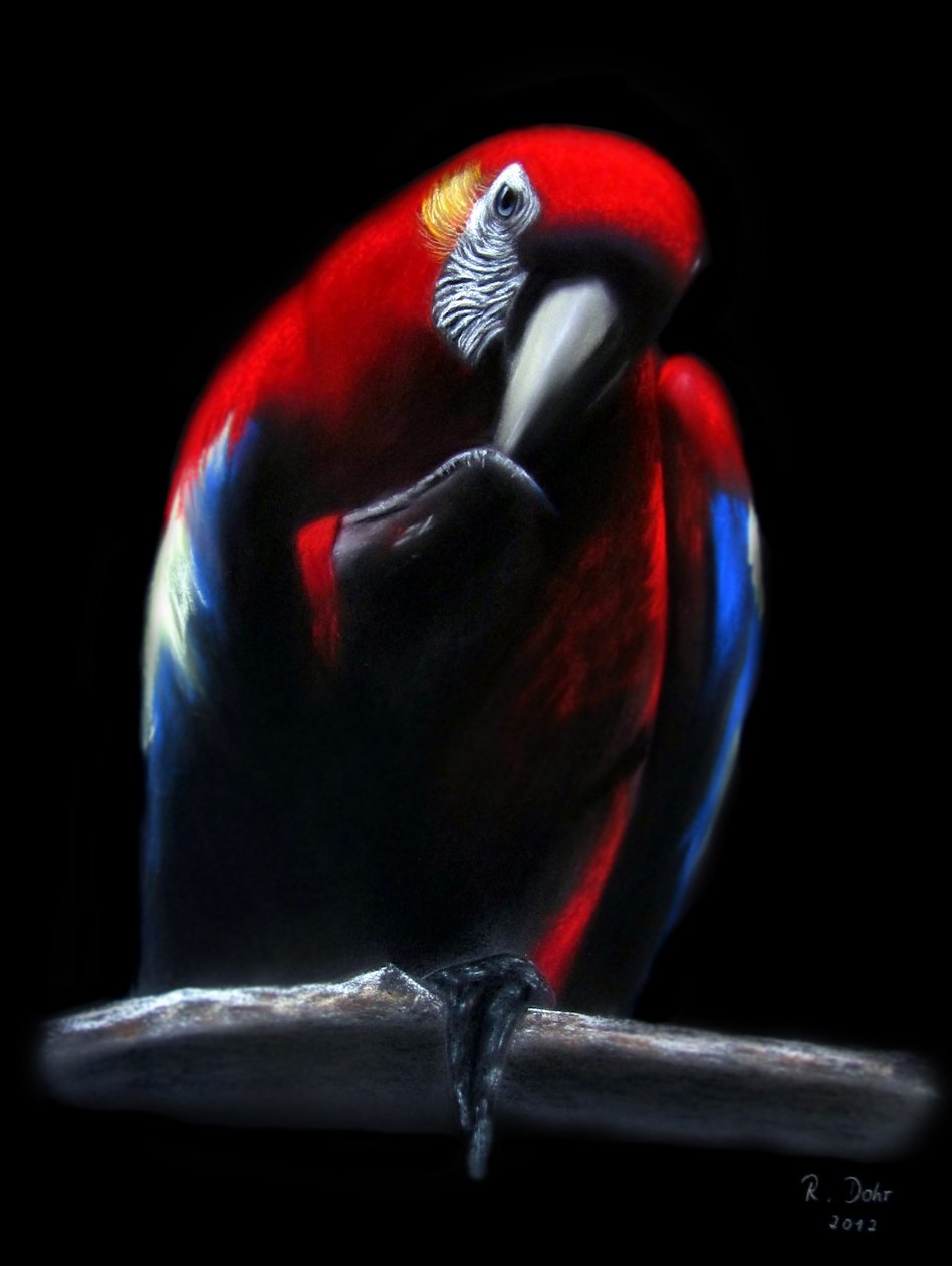 papagaio de Renate Dohr