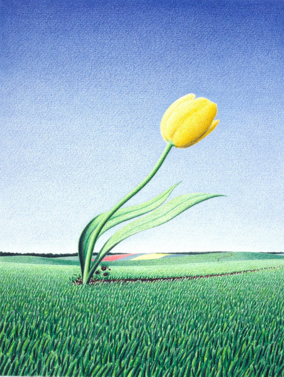 Tulipa rápida de Rene Boin