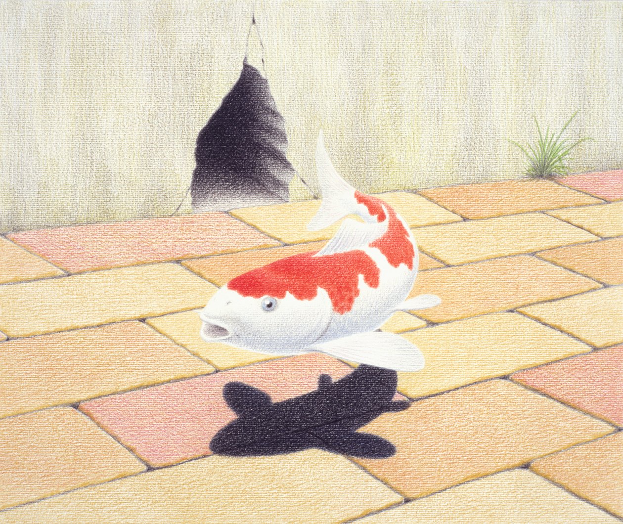 Carpas de Rene Boin