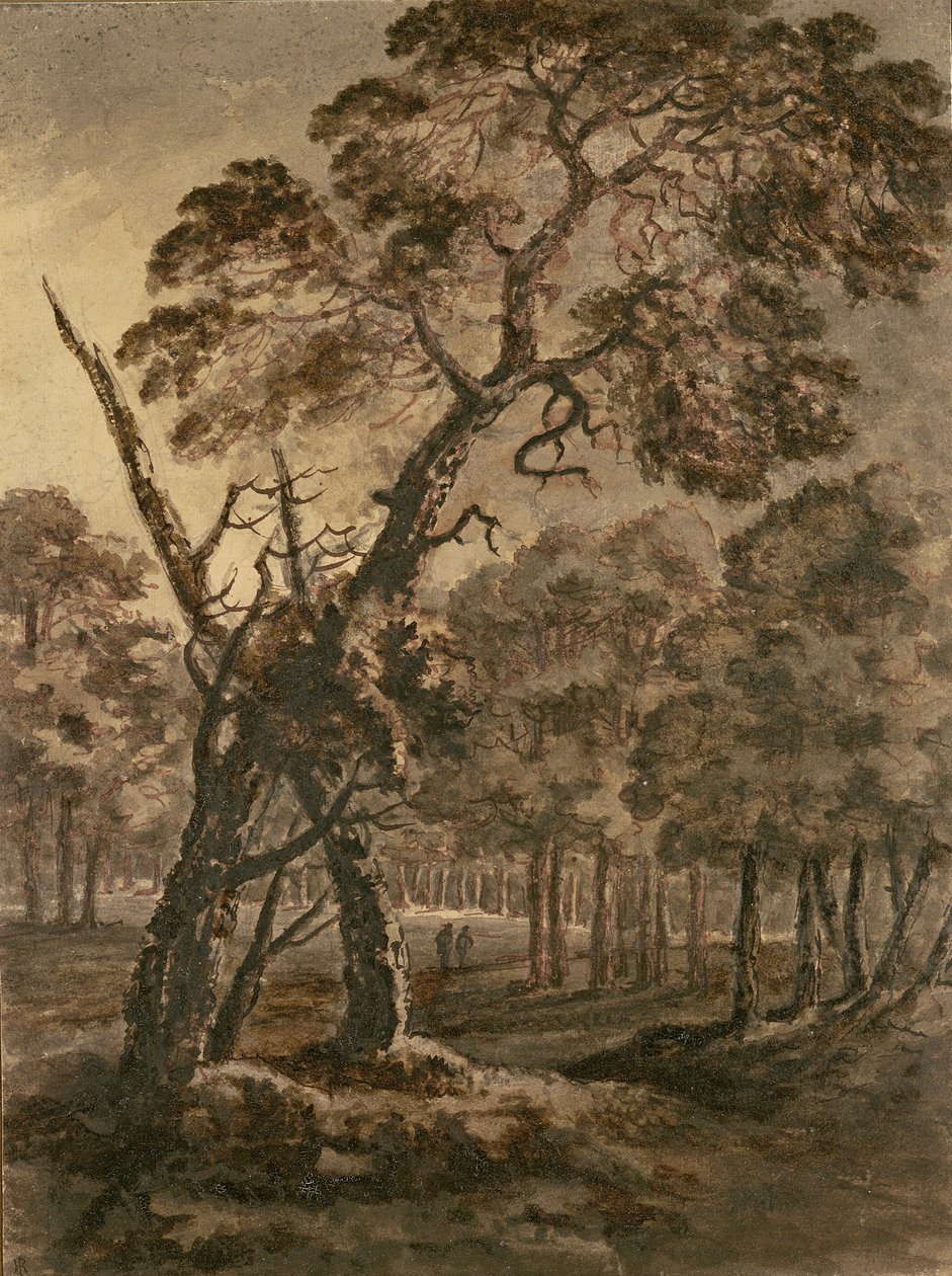 Forest Scene, um gigante Scots Fir e Forest Glade, 1771 (caneta e tinta sobre papel) de Rev. William Gilpin
