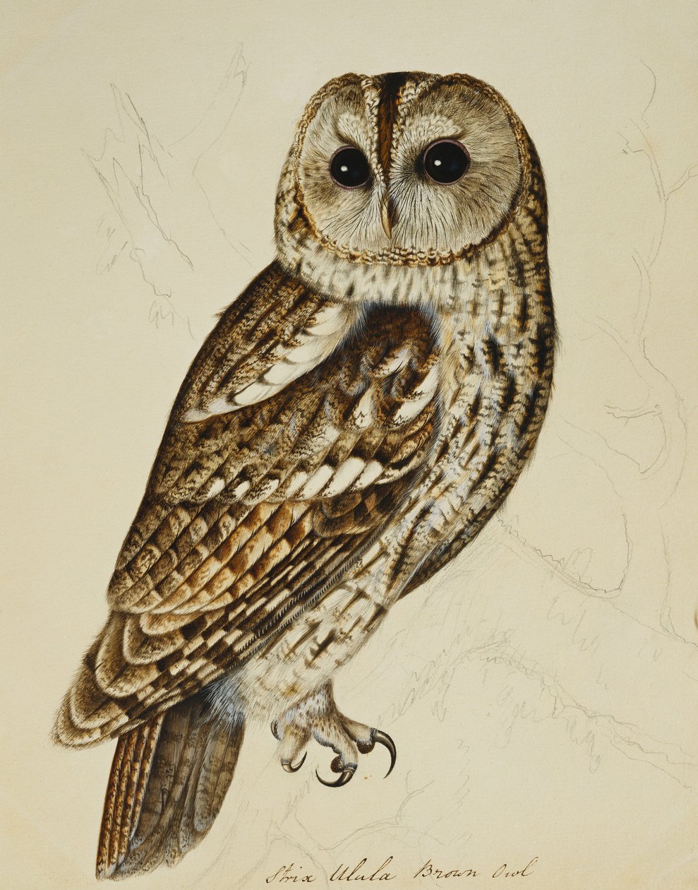 Brown Owl (Strix Easy) de Rev. C. Atkinson