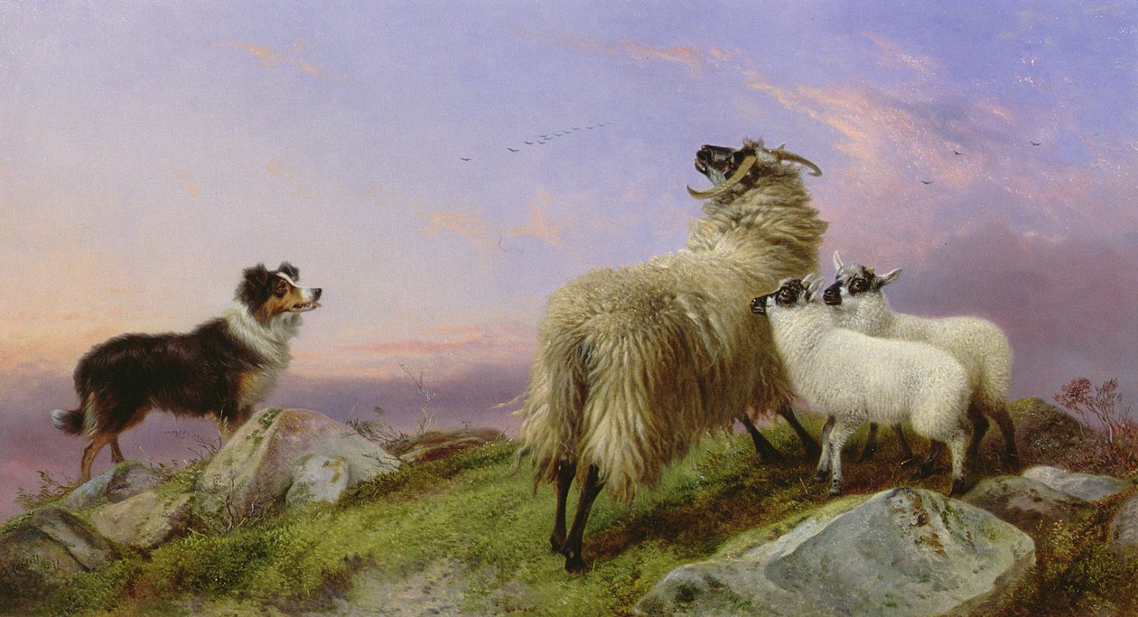 Collie, ovelha e cordeiros de Richard Ansdell