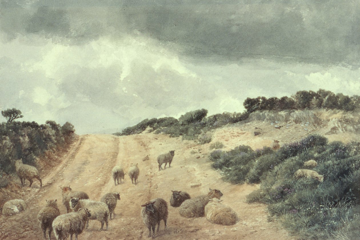 Ovelhas nas colinas de Surrey de Richard Beavis