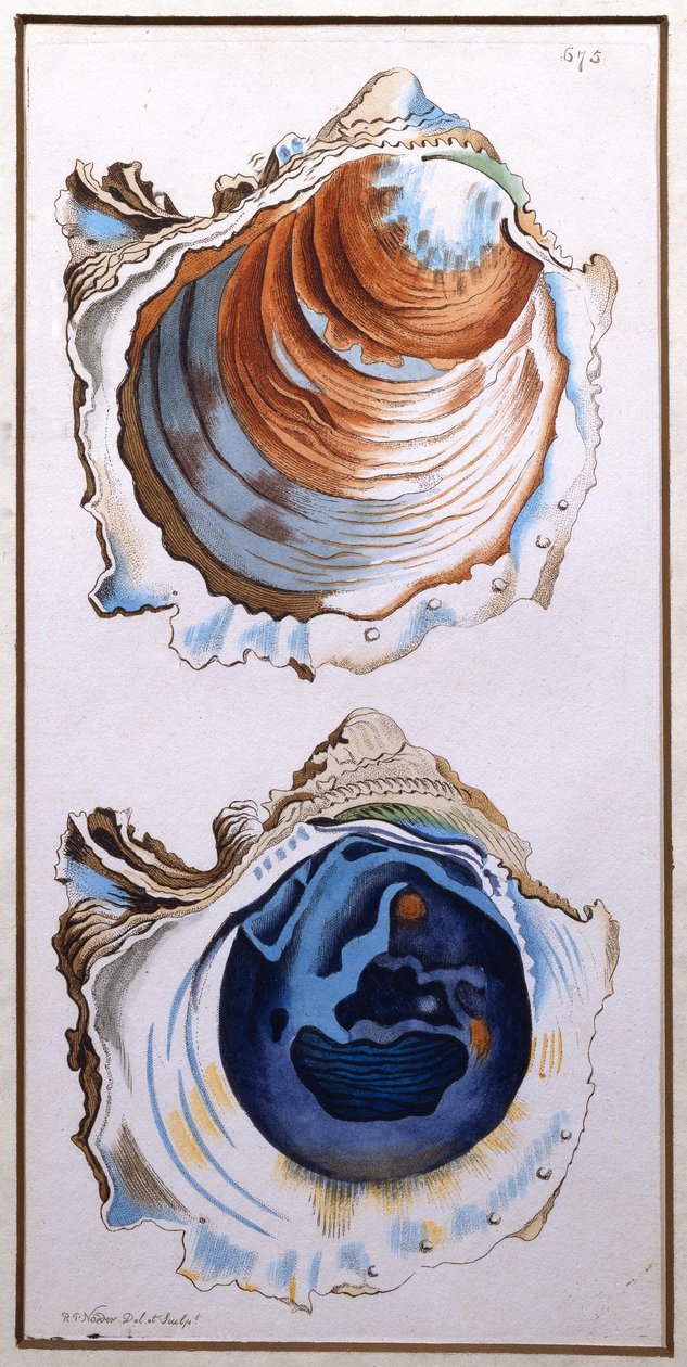 Oyster Shell, publicado por Shaw, c.1790-1820 (impressão) de Richard Polydore Nodder