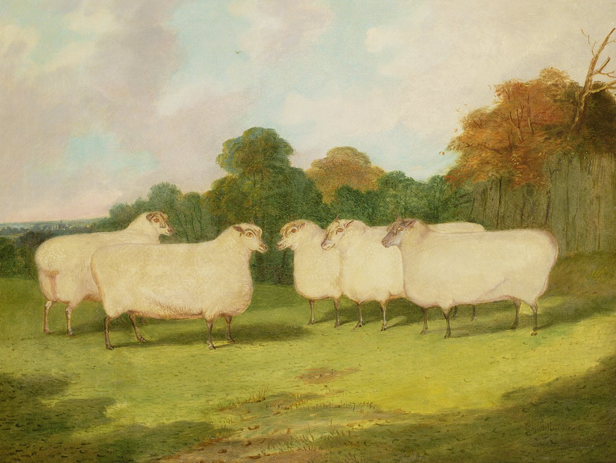 Estudo de ovelhas em uma paisagem de Richard Whitford