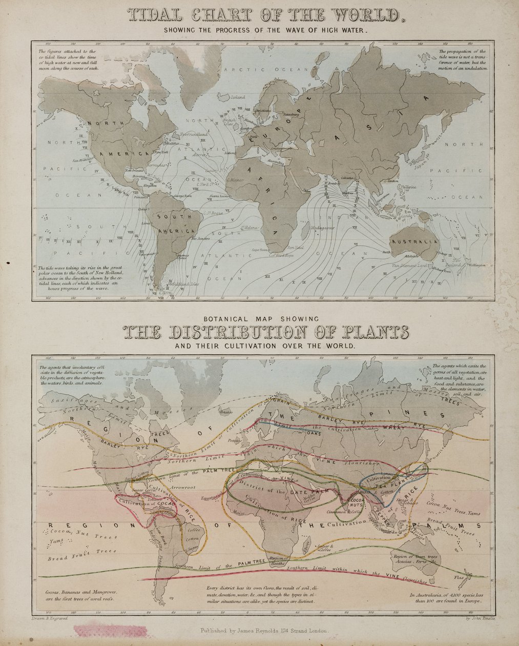 Um mapa de maré e um mapa da distribuição de plantas pelo mundo, c 1850 de John Pardon