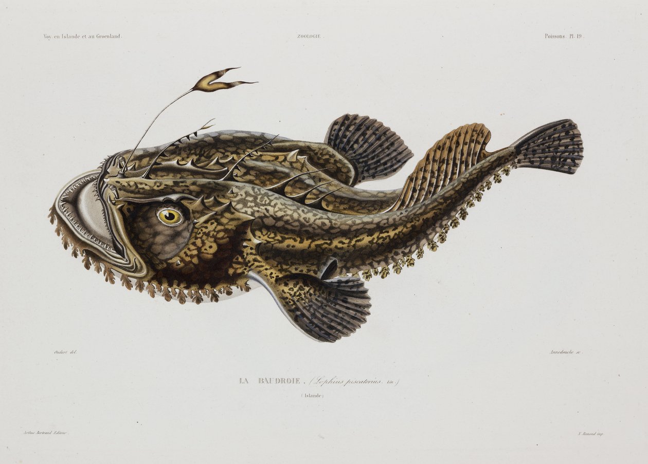 Peixe pescador, Islândia, início do século XIX de John Pardon