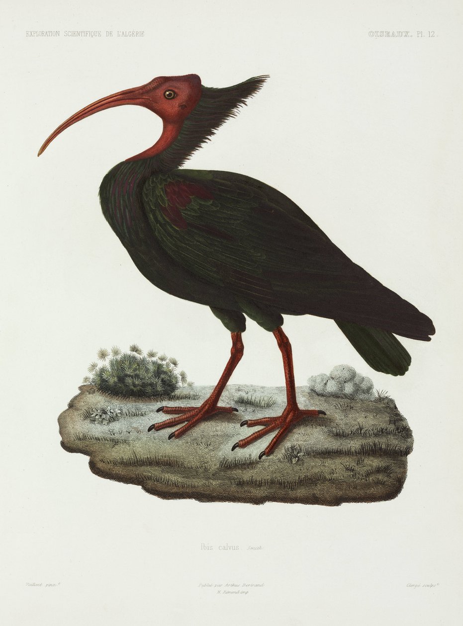 ibis careca, Argélia de John Pardon