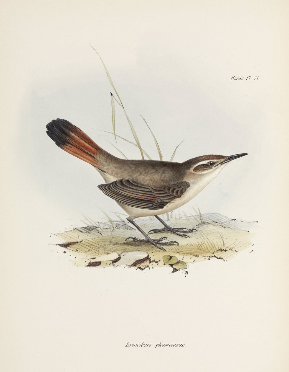 Pára-brisas de cauda de fita, América do Sul, c 1832-1836 de John Pardon
