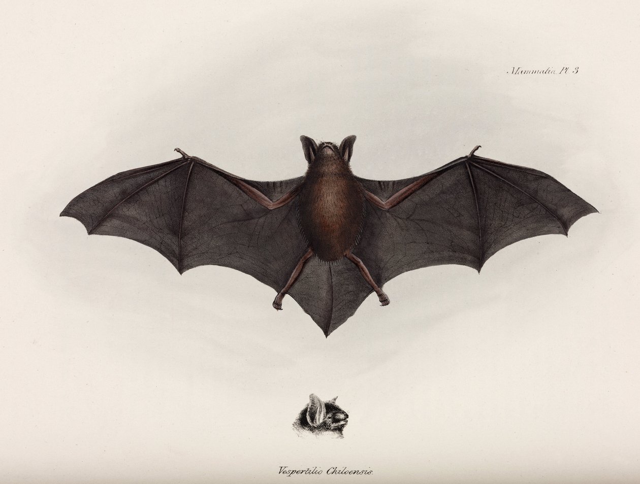 Bat, América do Sul, c 1832-1836 de John Pardon