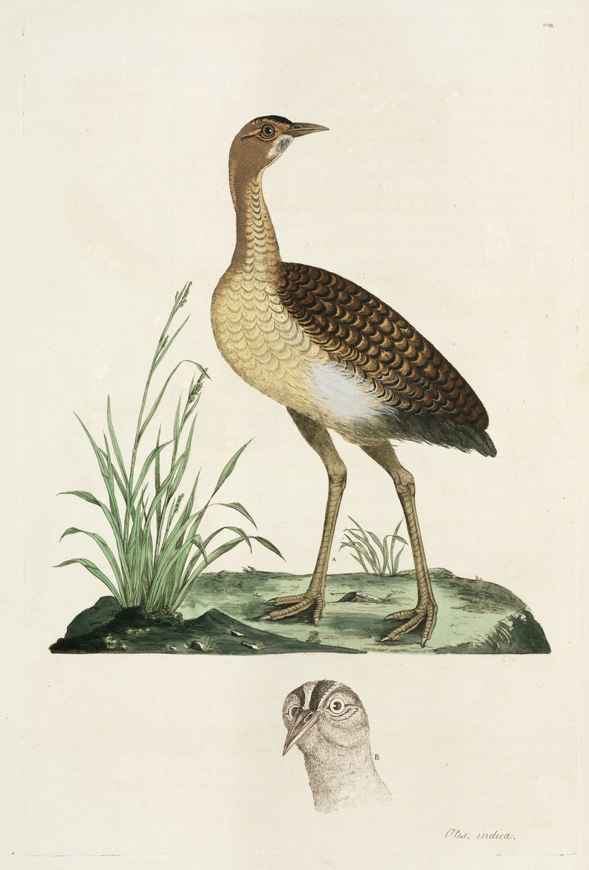 Abetarda de John Pardon