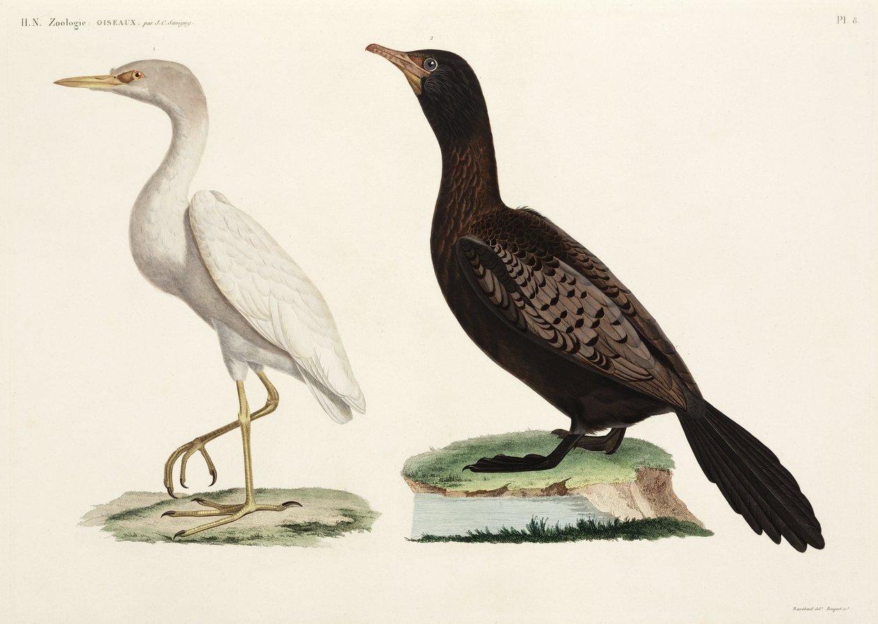 Egret de Gado e Cormorão de Cauda Longa, Egipto de John Pardon
