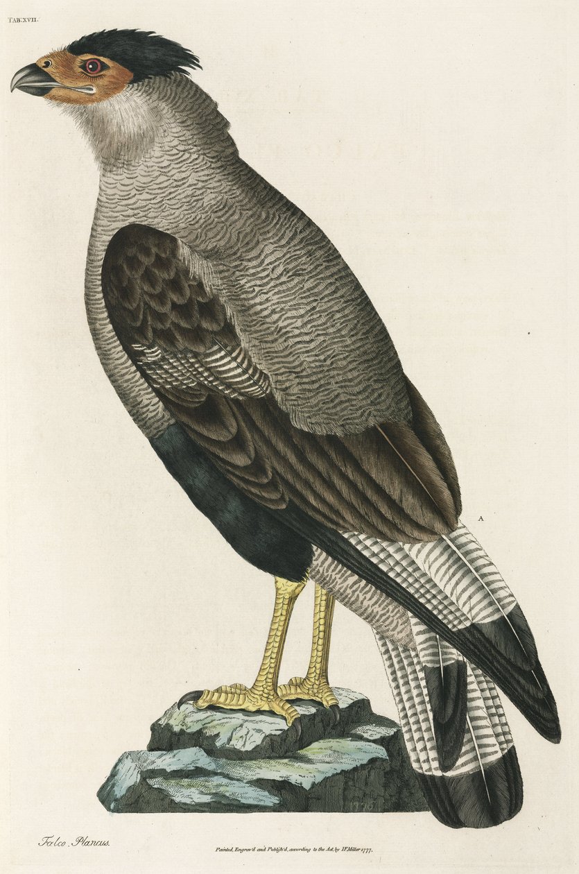 Crested Caracara de John Pardon