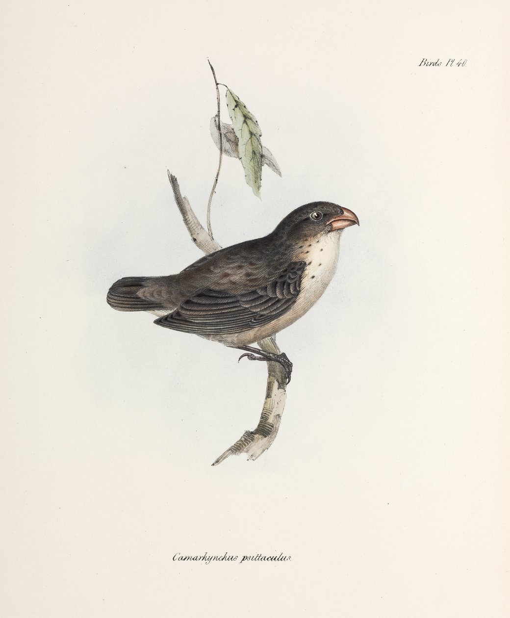 Finch, c 1832-1836 de John Pardon