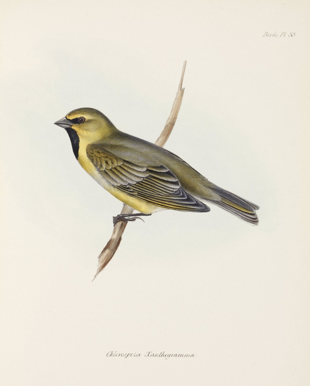 Finch, c 1832-1836 de John Pardon