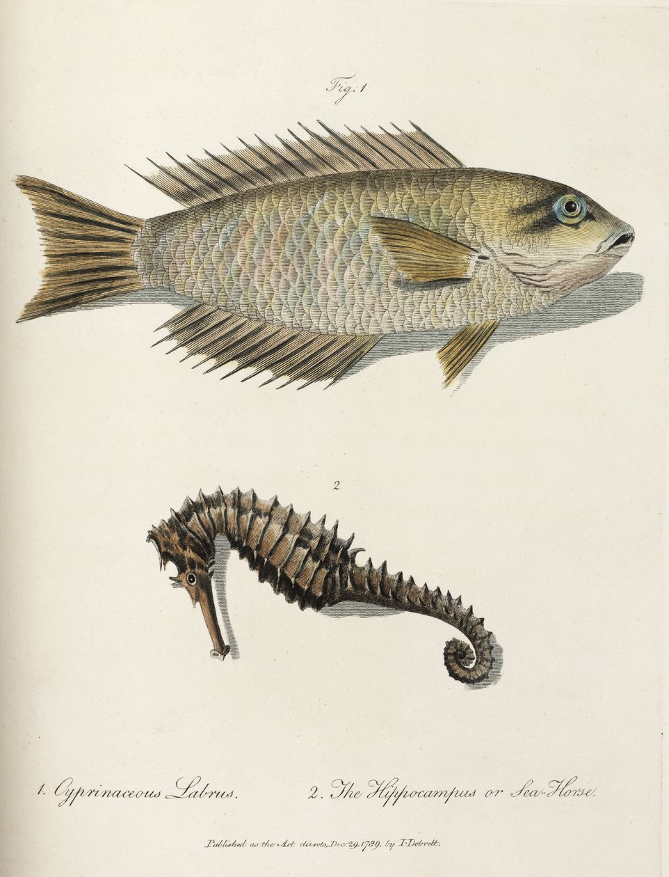 Peixe e cavalo marinho de John Pardon