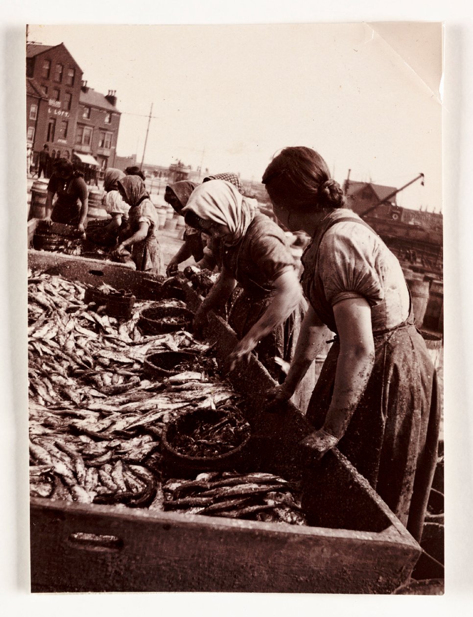 Fishing, Fisherfolk Women sorting fish, Whitby Harbour, North Yorkshire, c 1905 de John Pardon