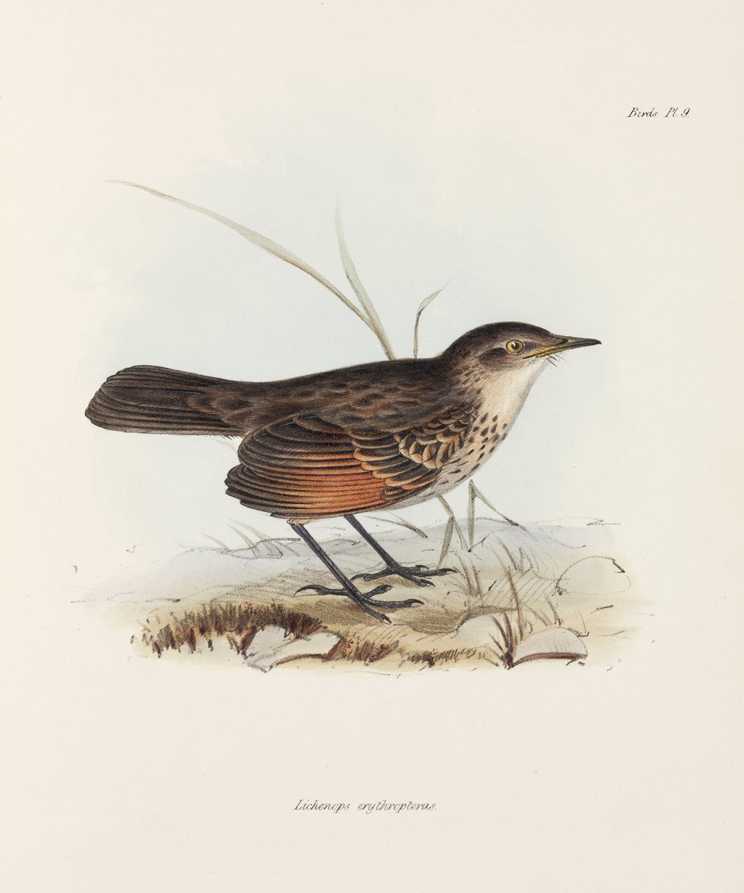 Flycatcher, c 1832-1836 de John Pardon