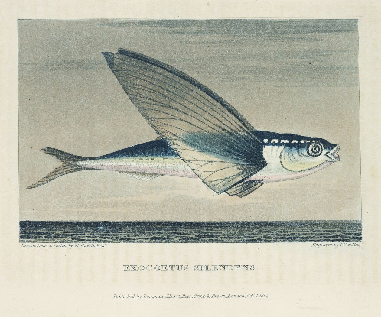Peixes voadores de John Pardon