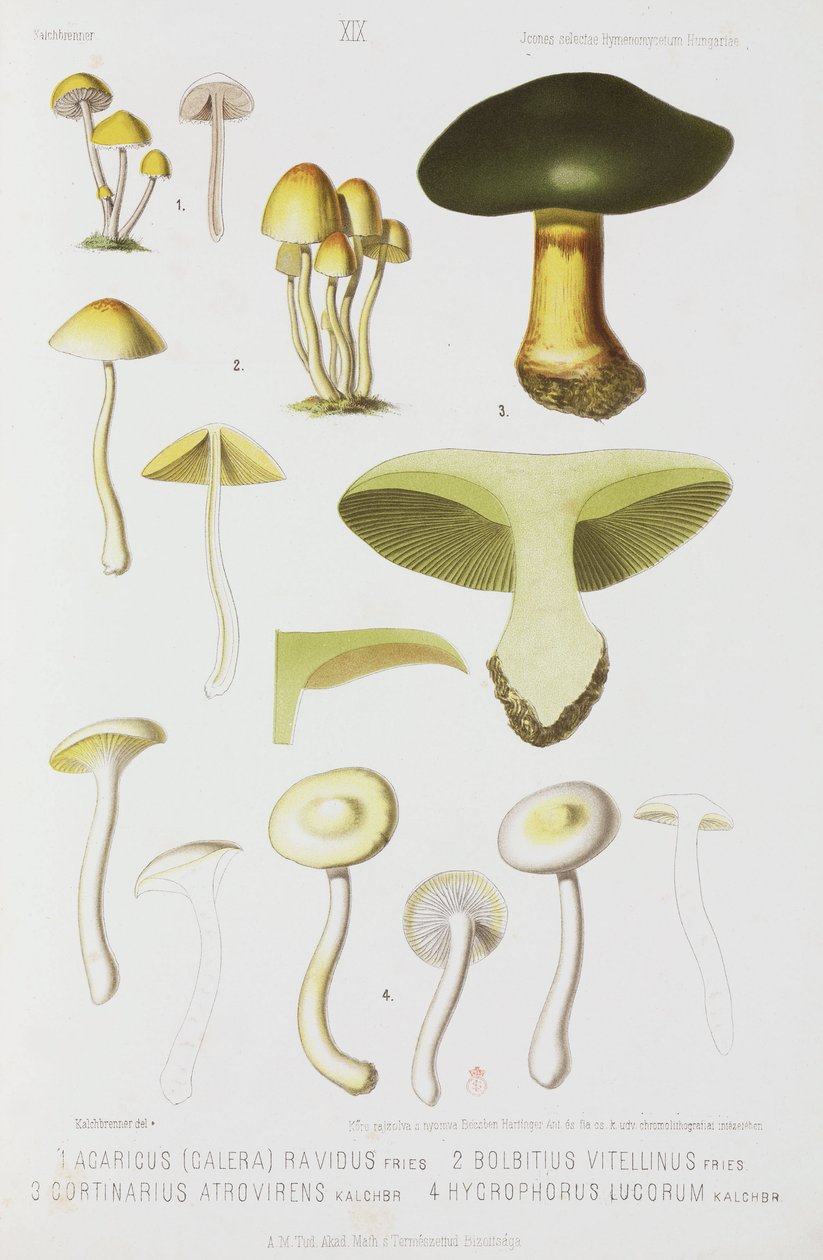 Quatro tipos de cogumelos, c 1874 de John Pardon