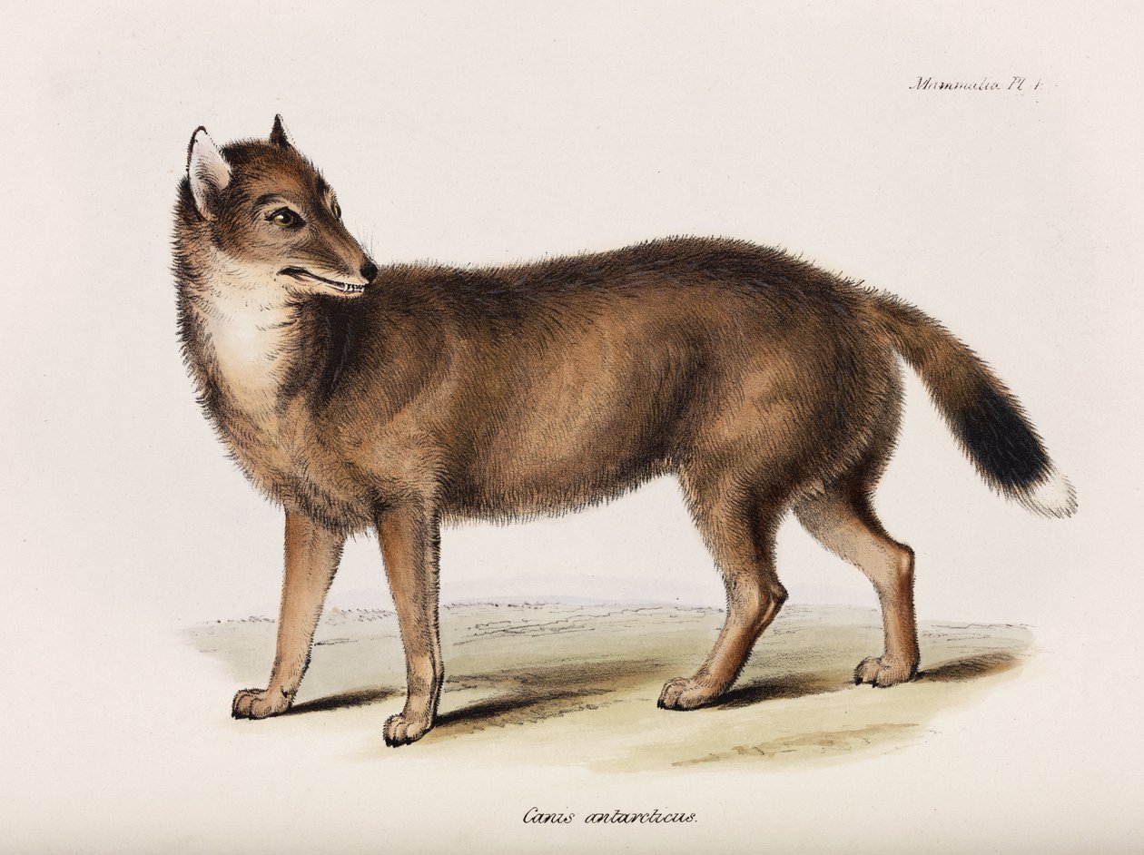 Fox, Ilhas Malvinas, c 1832-1836 de John Pardon