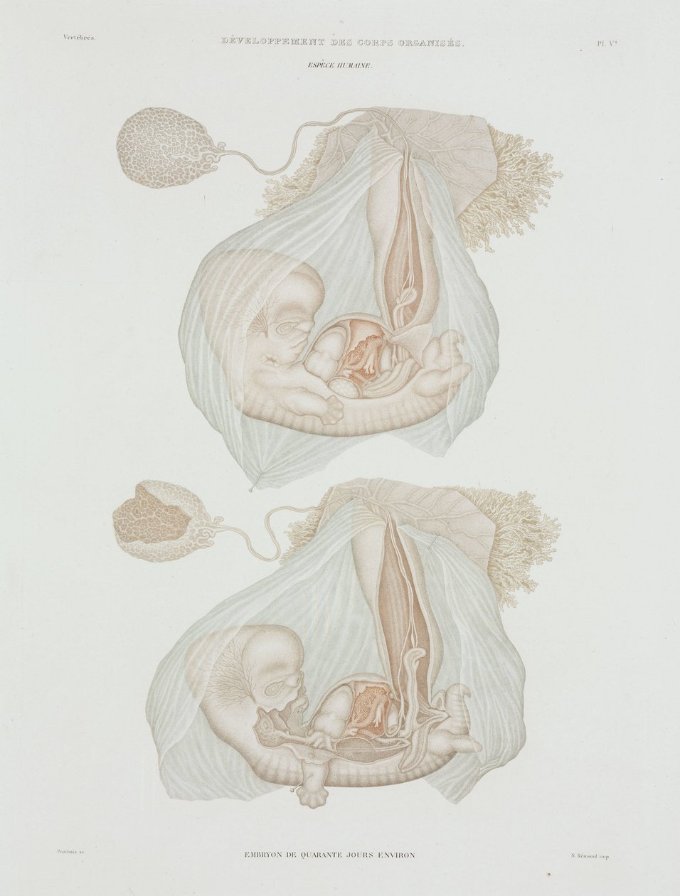 Ginecologia Feto humano aos 40 dias, c 1847-1859 de John Pardon
