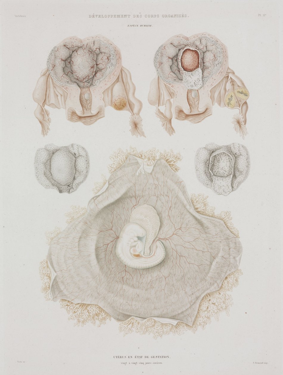 Ginecologia Útero humano com embrião, c 1847-1859 de John Pardon