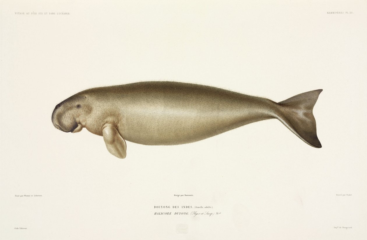 Halicore dugong de John Pardon