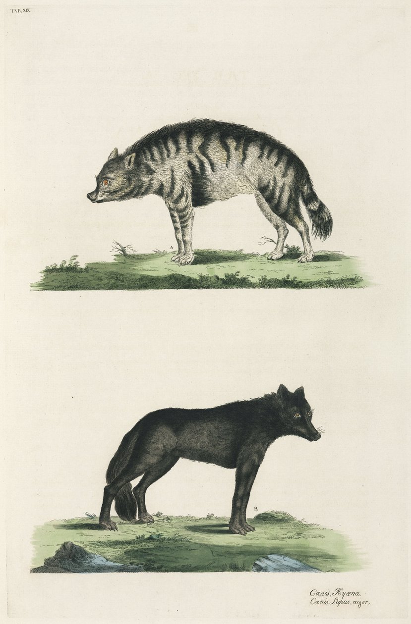 Hiena e lobo de John Pardon